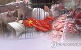 가격,돼지고기,중국,대비,어미돼지,돼지,연중