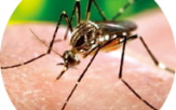 모기,서울시,말라리아,예보,단계