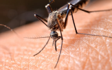 모기,라스베이거스,지역,바이러스,사례,도시,감염