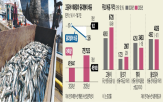 고등어,작년,평년,어획량,가격,마리,대비,조기