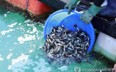 수온,작년,우럭,양식,광어,피해,지난달,폐사
