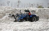 인도,정부,면화,조치,농민,국내