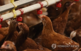 계란,산란계,농식품부,면적,확대,사육