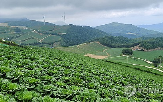 고랭지채소,농식품부,재배,지원