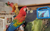 동물,앵무새,영상통화,통화