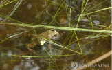 맹꽁이,대체서식지,사업,이주,지구,환경,조성