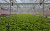 채소,우듬지팜,온실,유럽형,매출,규모,국내,단계