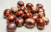 열매,마로니에