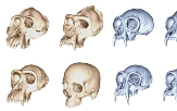 진화,두개골,인간,유인원,얼굴,호미니드