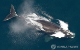 개체수,북대서양참고래,참고래,캐나다,소폭,보호,조치