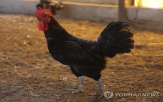 토종닭,한국토종닭협회,종축,농식품부