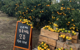 체험,감귤