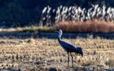 흑두루미,회야강,관찰,새들,마리