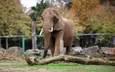 코끼리,동물원,유럽,보호소,포르투갈,구역,동물,트러스트