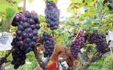 수출,필리핀,포도,한국산