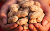 땅콩,기능,섭취,건강