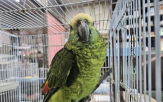 앵무새,구조,이하,입양,보호
