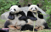 일본,중국,판다가,대여,자이언트