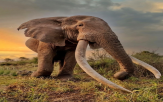 상아,거대,크레이그,코끼리