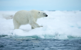 북극곰,해빙,감소,결과,연구진