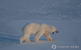 북극곰,해빙,지방,감소,연구,결과,연구자