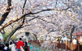 축제,관광객,진해군항제,즐길,문화체육관광부,진해,지역,벚꽃,창원시