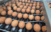 계란,공급,이번,도입,태국산