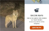 늑대,수색,신고,오월드,대전,포획