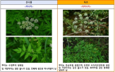 독초,산나물,섭취,신고