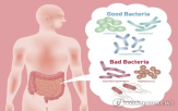 미생물,장내,수면,생쥐,부족,종양,효과