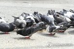 과태료,먹이,제도,민원