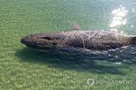 고래,티미,독일,소동,사체,바다,발견,위해,나라