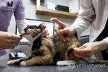 마약류,동물병원,의료,처방량,처방,관리