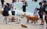 반려동물,반려견,수요,제품,의류,냉감,삼계탕,여름,보양식,매출