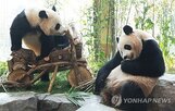 중국,쌍둥이,겨울