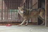 오월드,늑대,조치,탈출,피해