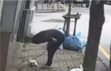 반려견
