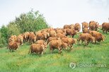 인상,가격,통보,농협사료,사료,철회