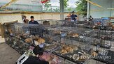 고양이,경찰,고기,베트남,구조,호찌민시