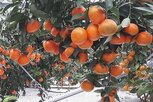신품종,농산물,일본