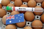 호주,조류인플루엔자,사례,본토,확진,바이러스,확산