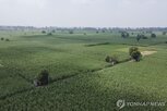 인도,설탕,사탕수수,수출