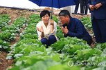 여름배추,소득,농식품부,이달,생산량