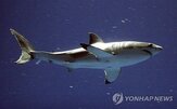 상어,해변,드론,호주,감시,해양,발생