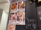 입양,유기동물,공간,교감,카페,운영,유기견