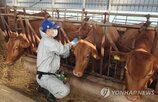 가축,농장,발생,럼피스킨,농가