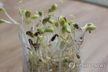 콩나물,정부,시장접근물량