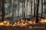 산불,파리,퐁텐블로,화재,지역