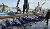 일본,상한,참다랑어,어획량,어류