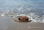 해파리,출현,사고,부산,해수욕장